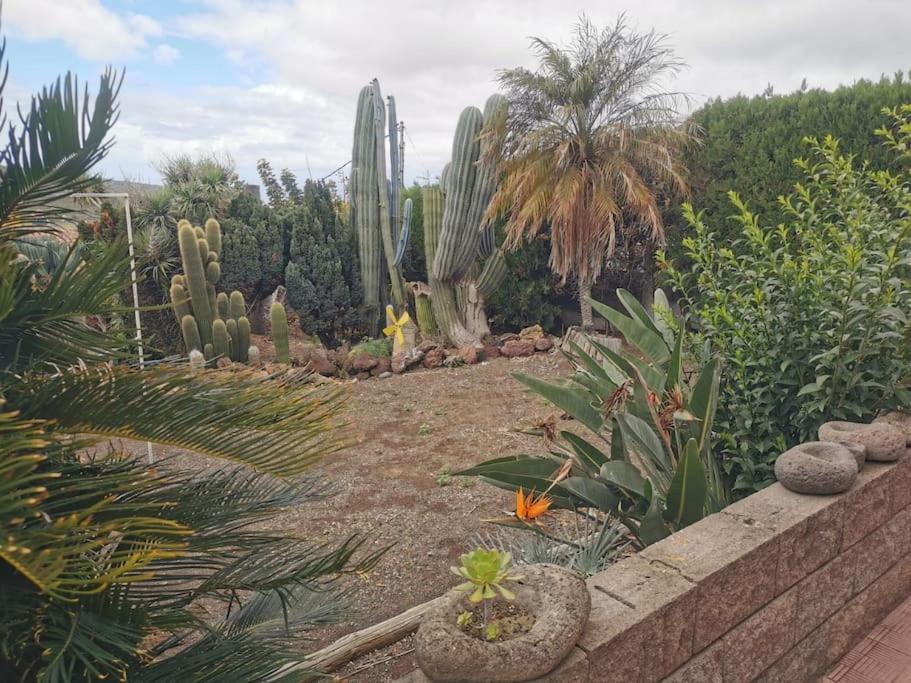 Los Cactus Санта Крус де Тенерифе Екстериор снимка